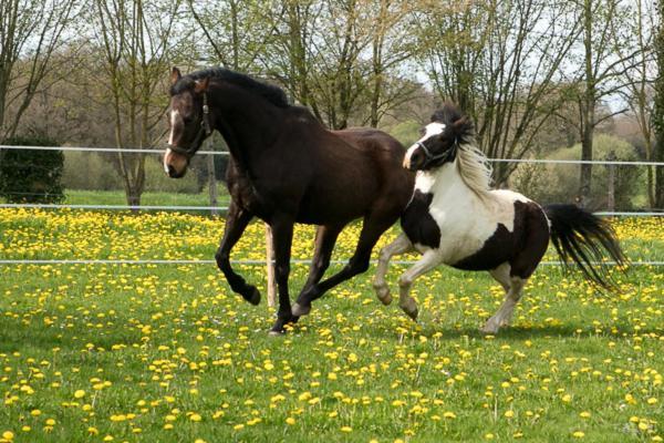 Chambres D'Hotes Mauvierges Segré エクステリア 写真